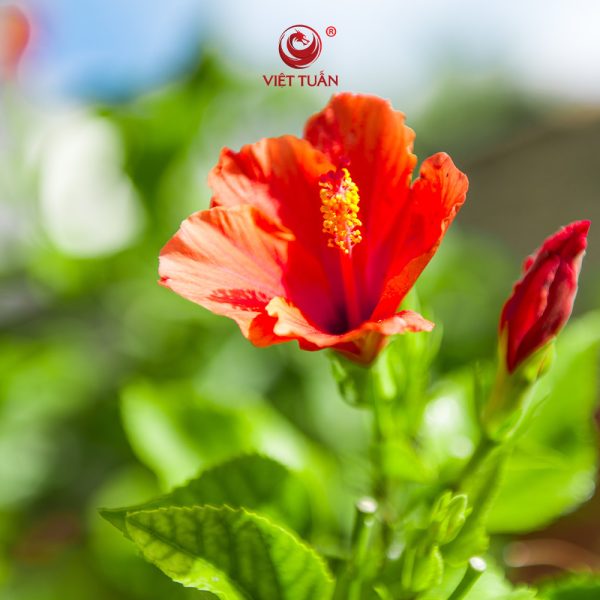 Trà Hoa Dâm Bụt- Hibiscus Tea Việt Tuấn 500g